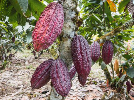 Téléchargez les photos : Les gousses rouges mûrissantes d'Arriba cacao poussant sur un arbre de Theobroma cacao sur une plantation, en Équateur - en image libre de droit
