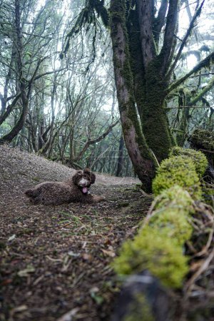 Téléchargez les photos : Plan vertical d'un chien Lagotto romagnolo couché par terre dans une forêt par une journée nuageuse - en image libre de droit