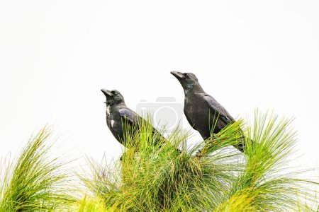 Téléchargez les photos : Les corbeaux noirs debout au sommet d'un pin vert sous le ciel nuageux - en image libre de droit