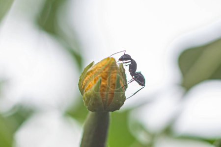 Téléchargez les photos : Un gros plan d'une fourmi noire dans la jungle du Bangladesh - en image libre de droit