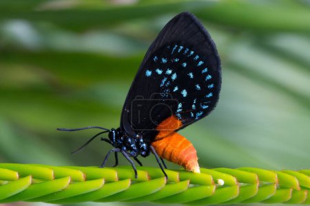 Foto de Una macro toma de una mariposa de atala en peligro de extinción poniendo huevos - Imagen libre de derechos