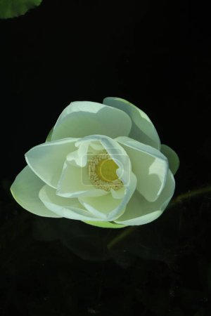 Téléchargez les photos : Gros plan d'une fleur de nénuphar blanc sur l'eau sur un fond flou - en image libre de droit