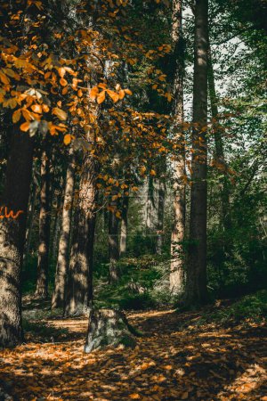 Téléchargez les photos : Un plan vertical d'une forêt pleine de grands arbres colorés - en image libre de droit