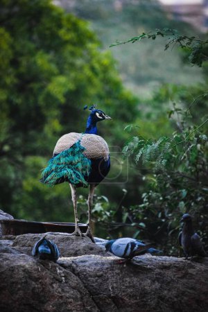 Photo for A Peacock standing on rock - Royalty Free Image