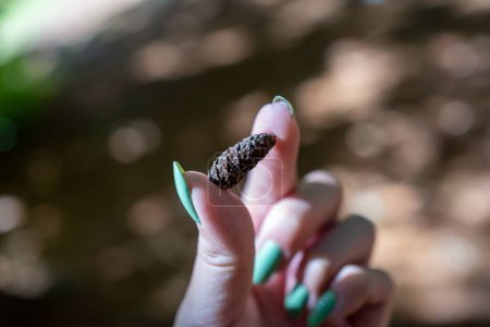Foto de Un primer plano de los dedos de una mujer sosteniendo un pequeño cono de conífera. - Imagen libre de derechos