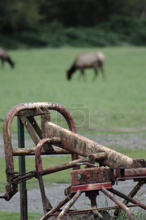 Foto de Un disparo vertical de una vieja cortadora de césped oxidada con una manada de ciervos pastando en el fondo borroso - Imagen libre de derechos