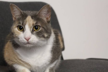 Téléchargez les photos : Un chat gris et orange aux yeux jaunes regardant vers - en image libre de droit