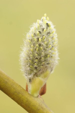 Foto de Un primer plano de un gatito Willow, flor de Salix caprea sobre un fondo borroso suave - Imagen libre de derechos