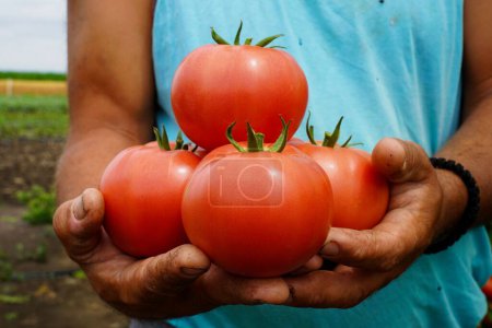 Foto de Un primer plano de unos tomates en la mano de un granjero en un campo - Imagen libre de derechos