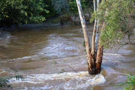 Téléchargez les photos : Un gros plan de la rivière Werribee dans une inondation avec un fort débit d'eau après de fortes pluies en Australie - en image libre de droit