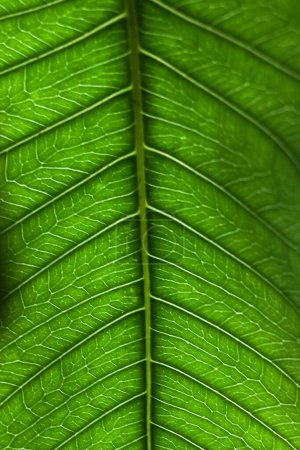 Photo for A vertical shot of the pattern of the green leaf - Royalty Free Image