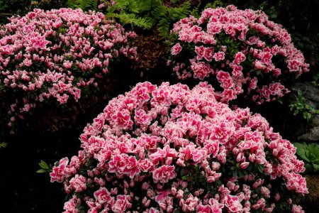Foto de Un primer plano de flores rosas de Azalea creciendo sobre un arbusto verde - Imagen libre de derechos