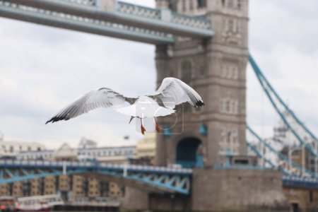 Téléchargez les photos : Une belle vue d'une mouette planant sur le fond du pont de Londres, Royaume-Uni - en image libre de droit