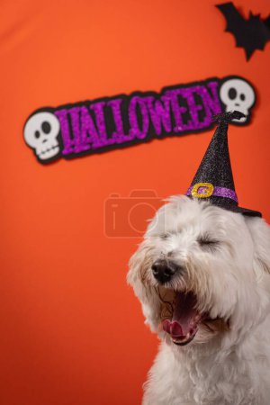 Téléchargez les photos : Plan vertical d'un chien Coton de Tulear habillé pour Halloween devant un fond orange - en image libre de droit