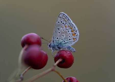 Foto de Una macro toma de una mariposa azul tachonada de plata posada sobre bayas rojas - Imagen libre de derechos