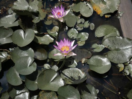 Téléchargez les photos : Gros plan de fleurs de lotus violet avec des feuilles vertes à la lumière du jour - en image libre de droit