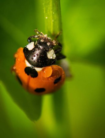 Photo for A close up of a Seven-spot ladybird (Coccinella septempunctata) covered in water drops on a green leaf - Royalty Free Image