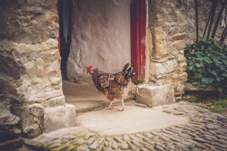 Photo for A chicken standing near stony building - Royalty Free Image