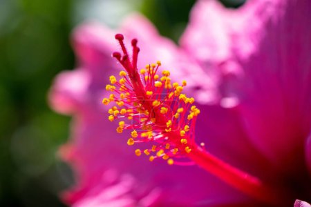 Photo for A closeup of a pink hibiscus in a field under the sunlight with a blurry background - Royalty Free Image