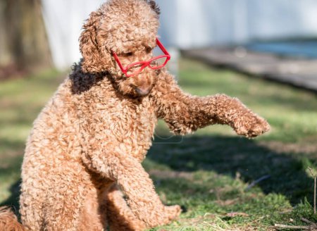 Photo for A closeup of beige fluffy Labradoodle dog with red glasses on playing in the park on sunny day - Royalty Free Image