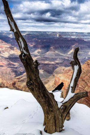 Téléchargez les photos : Une vue imprenable sur un corbeau sur un arbre sec au-dessus du Grand Canyon par une journée sombre - en image libre de droit