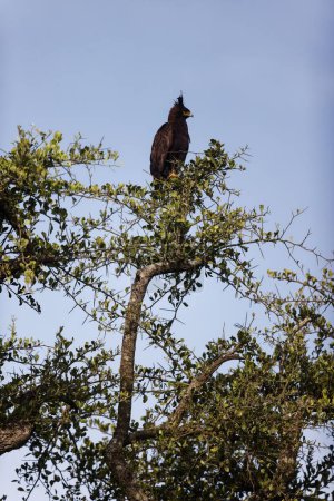 Foto de Un disparo vertical de un águila de cresta larga sentada en la cima de un árbol en Masai Mara, Kenia. - Imagen libre de derechos