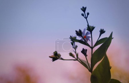Téléchargez les photos : Une fleur de jasmin à floraison nocturne au coucher du soleil - en image libre de droit