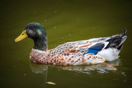 Photo for A duck swimming on water - Royalty Free Image