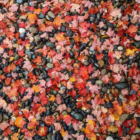 Téléchargez les photos : Une vue de dessus des petites pierres humides et des feuilles d'automne rouges tombées pour l'arrière-plan - en image libre de droit