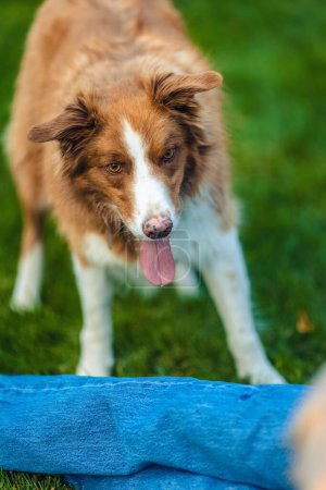 Photo for A cute Australian Shepherd dog playing in a yard - Royalty Free Image