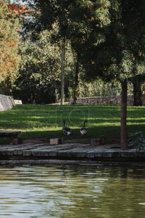 Téléchargez les photos : Un plan vertical de beaux canards nageant dans un étang dans un parc - en image libre de droit