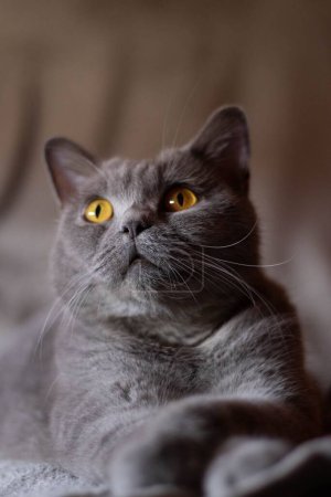 Photo for A vertical shot of a fluffy gray cat with serious eyes lying on the bed - Royalty Free Image