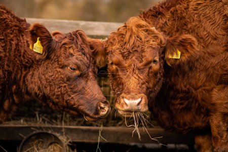 Téléchargez les photos : Les deux vaches brunes mangent de l'herbe sèche - en image libre de droit