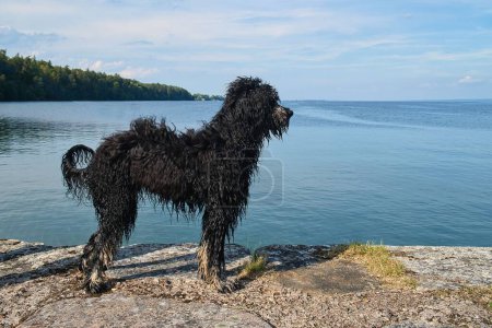Foto de Un perro de agua portugués de pie en la costa rocosa del mar. - Imagen libre de derechos