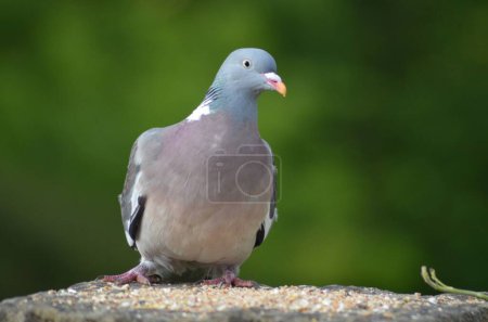 Téléchargez les photos : Mise au point peu profonde d'un oiseau pigeon perché sur un rocher plat - en image libre de droit