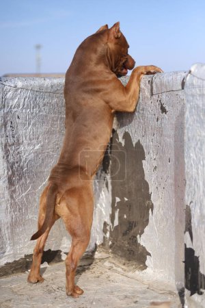 Téléchargez les photos : Hummer Garde pitbull terrier américain - en image libre de droit