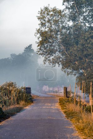 Téléchargez les photos : Une route de village par une matinée d'hiver brumeuse au Bangladesh. - en image libre de droit