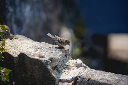 Foto de Un primer plano de un pájaro gorrión del Viejo Mundo posado sobre una piedra - Imagen libre de derechos