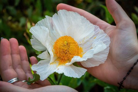 Photo for A California tree poppy flowering in a hand palm, close-up - Royalty Free Image