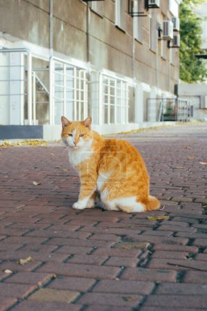 Photo for A vertical shot of a white and ginger cat sitting on the paved path - Royalty Free Image