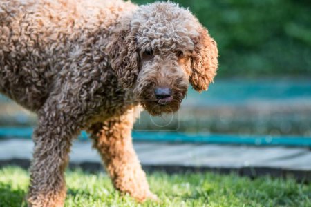 Foto de Un retrato de cerca de hermoso perro esponjoso Labradoodle en el parque sobre fondo borroso - Imagen libre de derechos