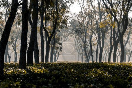 Foto de La luz del sol cae en el jardín de té en una mañana brumosa, una mañana de invierno en un hermoso jardín de té. - Imagen libre de derechos