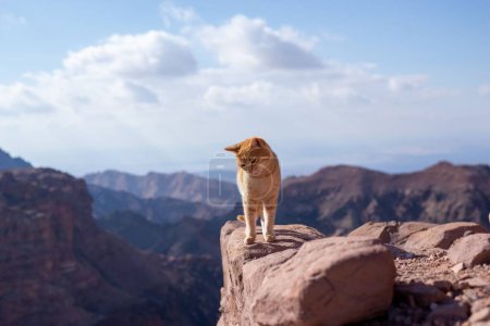 Téléchargez les photos : Gros plan d'un mau arabe au bord d'une montagne à Petra, en Jordanie - en image libre de droit