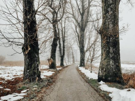 Téléchargez les photos : Un chemin à travers la forêt par une journée brumeuse en hiver. - en image libre de droit