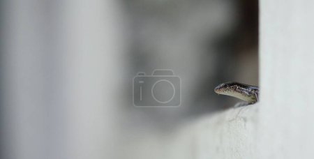 Photo for A shallow focus shot of a little brown skink (Scincella lateralis) behind the wall - Royalty Free Image