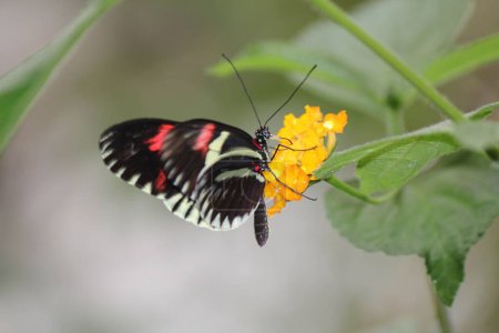 Téléchargez les photos : Macro d'un grand papillon mormon (Papilio memnon) reposant sur une fleur - en image libre de droit
