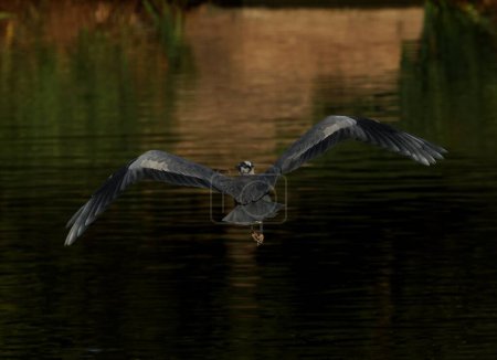 Téléchargez les photos : Plan rapproché d'un Grand Héron volant avec ses ailes grandes ouvertes au-dessus du lac - en image libre de droit