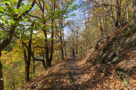 Foto de Una hermosa vista de un sendero en un bosque mágico de otoño durante el día - Imagen libre de derechos