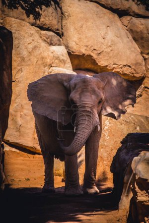 Téléchargez les photos : Vue verticale d'un éléphant de brousse d'Afrique debout devant les rochers par une journée ensoleillée - en image libre de droit