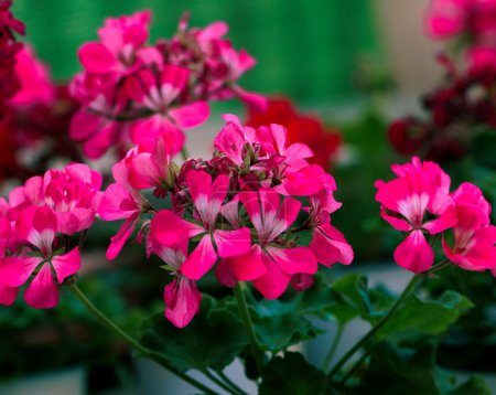 Téléchargez les photos : Un gros plan de fleurs de géranium rose de lierre dans un pot exposé dans une pépinière. - en image libre de droit